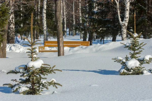 Kış manzarası. Karla kaplı genç Noel ağaçları. Güneşli — Stok fotoğraf