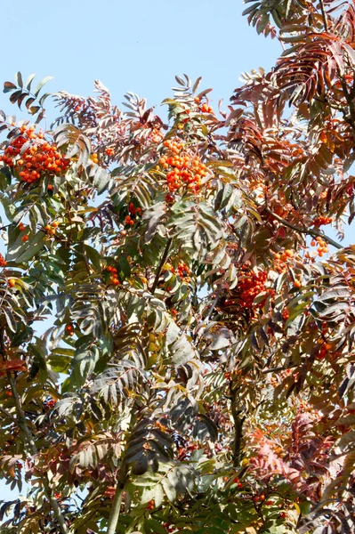 Texture, sfondo, pattern. Rosso giallo verde autunno foglie su — Foto Stock