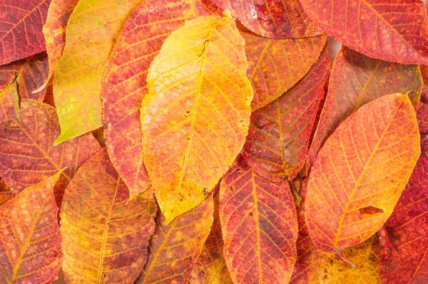 Υφή, φόντο, μοτίβο. Φύλλα φθινοπώρου διαφόρων τύπων — Φωτογραφία Αρχείου