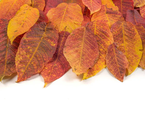 Texture, background, pattern. Autumn leaves of different types o