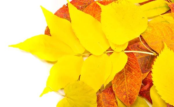 Υφή, φόντο, φαντασία. Το φθινόπωρο. Φύλλα από διάφορα δέντρα — Φωτογραφία Αρχείου