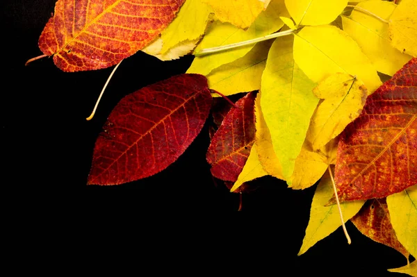 纹理, 背景, 图案。秋天。不同树木的叶子 — 图库照片