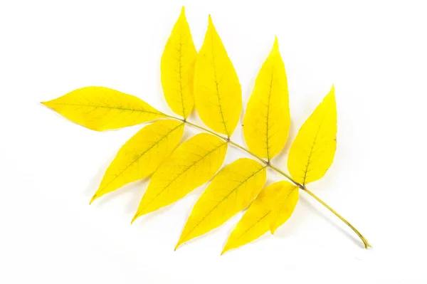 Textura, fundo, padrão. Folhas de outono amarelas de uma tília t — Fotografia de Stock