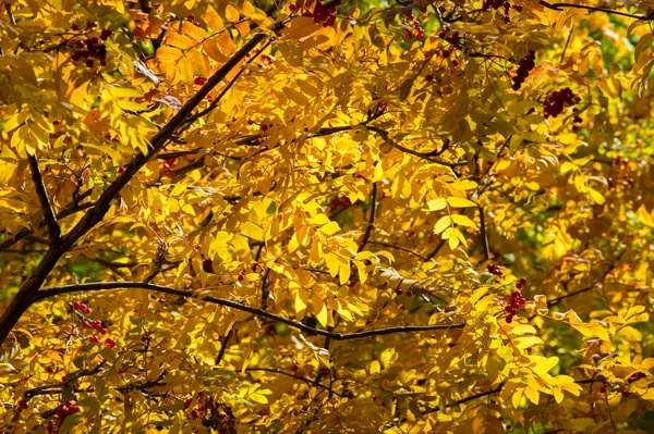 Textuur, achtergrond, patroon. Herfstbladeren van berghes, yel — Stockfoto
