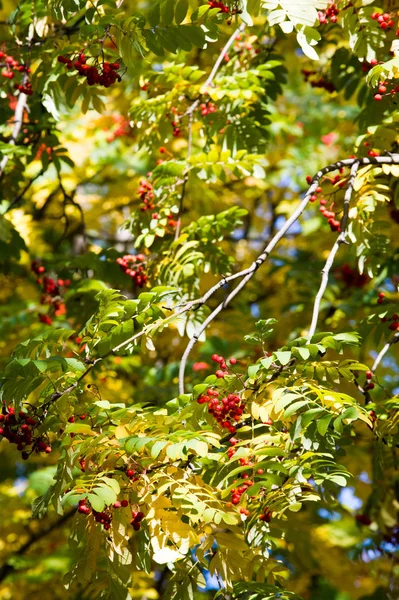 Texture, fond, motif. Rouge jaune vert feuilles d'automne sur — Photo