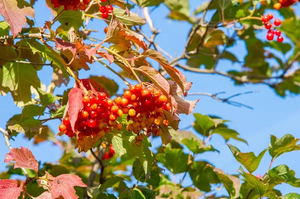 Textur, Hintergrund, Muster. gelb rote Herbstblätter auf dem gr — Stockfoto