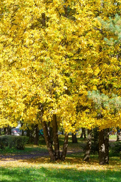 Textura, fondo, patrón. Las hojas otoñales de tilo son de color amarillo —  Fotos de Stock