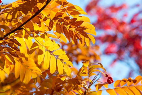 Texture, sfondo, pattern. Rosso giallo verde autunno foglie su — Foto Stock