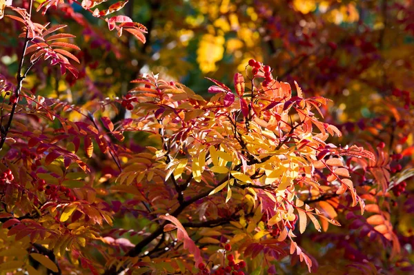 Texture, fond, motif. Feuilles d'automne de frêne de montagne, jaunes — Photo