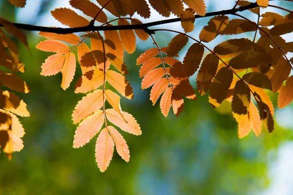 Texture, background, pattern. Autumn leaves of mountain ash, yel — ストック写真