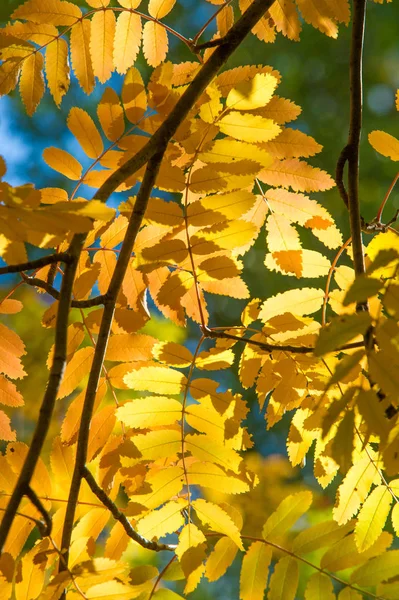 Texture, background, pattern. Red yellow green autumn leaves on — 스톡 사진