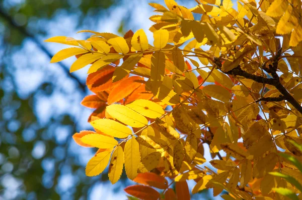 Textura, fondo, patrón. Rojo amarillo verde hojas de otoño en —  Fotos de Stock