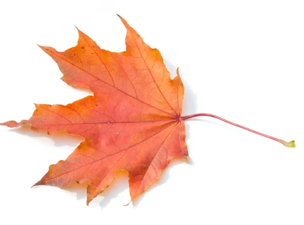 Textuur, achtergrond, patroon. Bladeren in de herfst op een witte rug gr. — Stockfoto