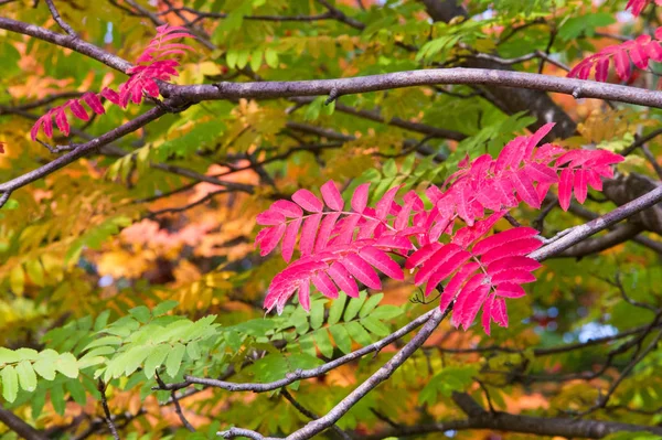 Textur, Hintergrund, Muster. Herbstblätter der Eberesche, gelb — Stockfoto