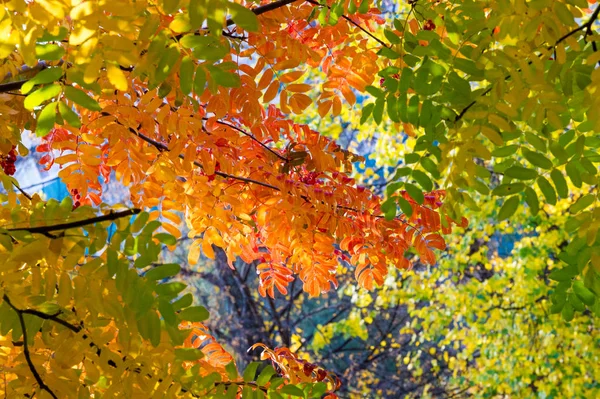 Texture, fond, motif. Feuilles d'automne de frêne de montagne, jaunes — Photo