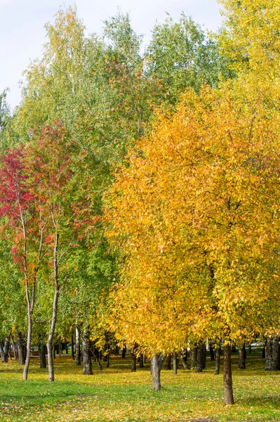 Textura, fondo, patrón. Las hojas de arce en otoño en el árbol —  Fotos de Stock