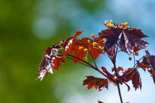 Acer rubrum czerwony klon, znany również jako bagno, woda lub klon miękki, — Zdjęcie stockowe