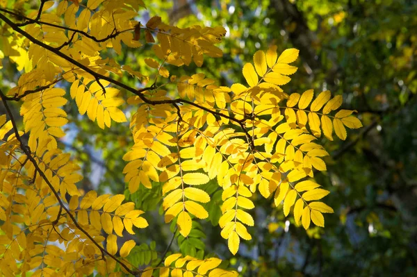 Текстура, фон, рисунок. Осенние листья пепла, желе — стоковое фото