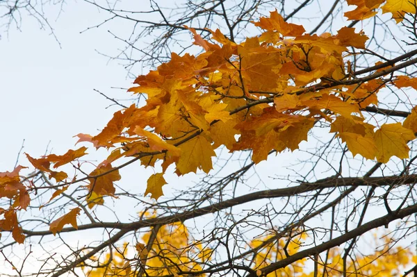 Texture, background, pattern. Autumn. Maple leaves on a tree, re — Stock Photo, Image