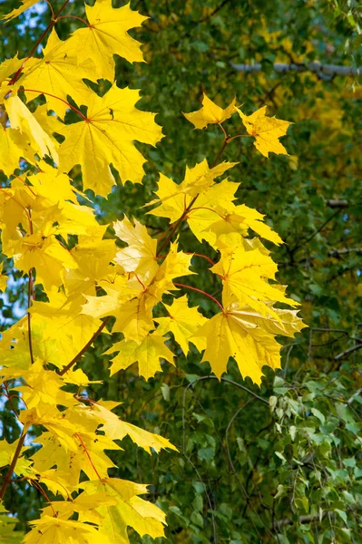 テクスチャ、背景、パターン。秋だメープルは木に残し、再 — ストック写真