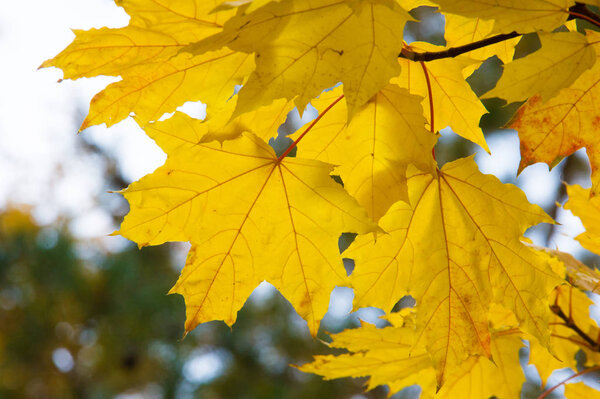 Текстура, фон, рисунок. Кленовые листья осенью на дереве
