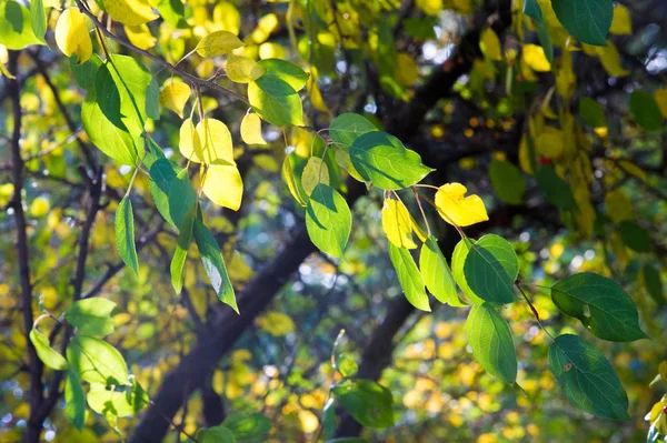 Textuur, achtergrond, patroon. herfst vogel kers .een kleine wilde c — Stockfoto