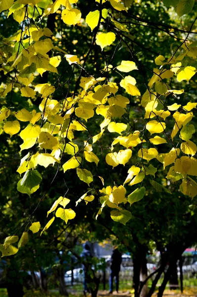 Texture, fond, motif. Feuilles d'automne de tilleuls sont jaunes — Photo