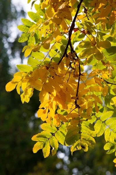 Textur, Hintergrund, Muster. Herbstblätter der Eberesche, gelb — Stockfoto