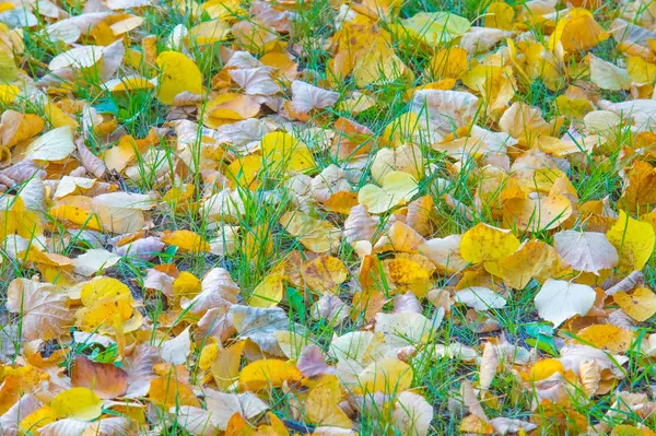 Texture, background, pattern. Autumn. Yellow autumn leaves on th — Stock Photo, Image