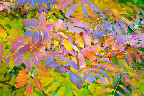 Texture, fond, motif. Rouge jaune vert feuilles d'automne sur — Photo