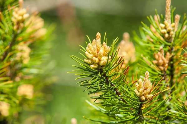 Sprig of pine in the spring. Young green pine branch. Spring for — Stock Photo, Image