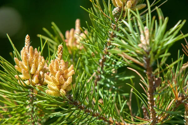 Sprig of pine in the spring. Young green pine branch. Spring for — 스톡 사진