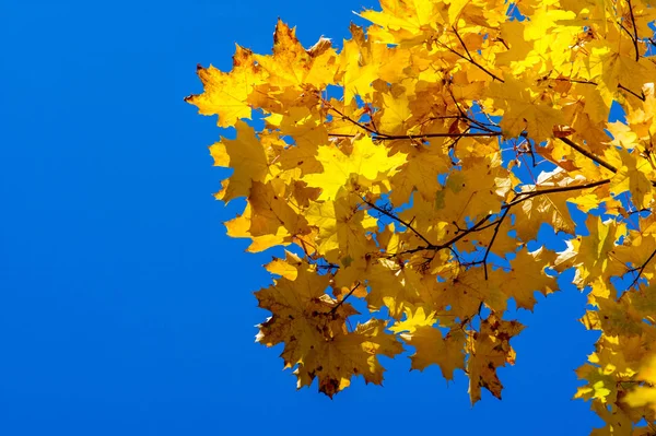 Textur, Hintergrund, Muster. Ahornblätter im Herbst an einem Baum — Stockfoto