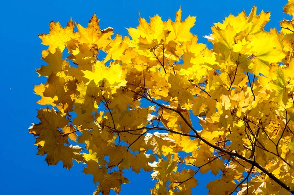 Jasné podzimní listy v přirozeném prostředí. Podzimní listy z — Stock fotografie