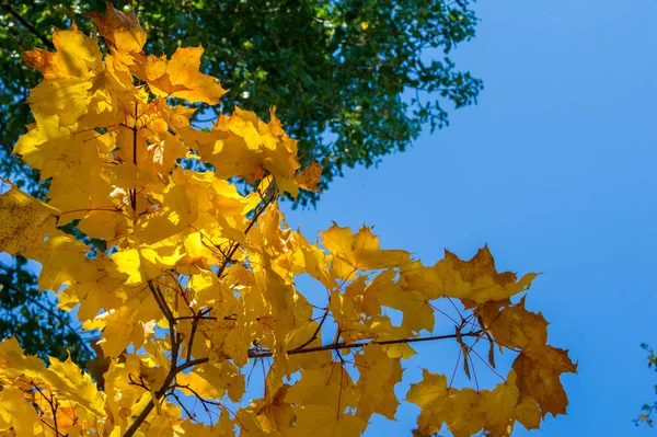 Текстура, фон, рисунок. Осень. Карликовые листья на дереве, re — стоковое фото