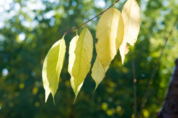 Textuur, achtergrond, patroon. Gele herfstbladeren van een linde t — Stockfoto