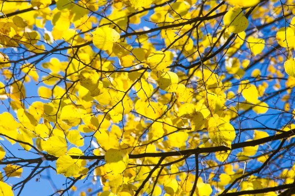 Textura, fondo, patrón. Las hojas amarillas otoñales del tilo t —  Fotos de Stock
