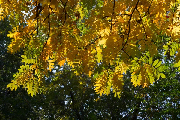Textur, Hintergrund, Muster. rot gelb grün Herbstblätter auf — Stockfoto