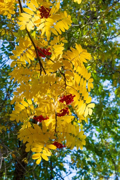 Texture, fond, motif. Rouge jaune vert feuilles d'automne sur — Photo