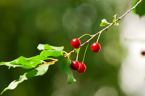 Cereja no ramo cresce, cereja vermelha amadurecida — Fotografia de Stock