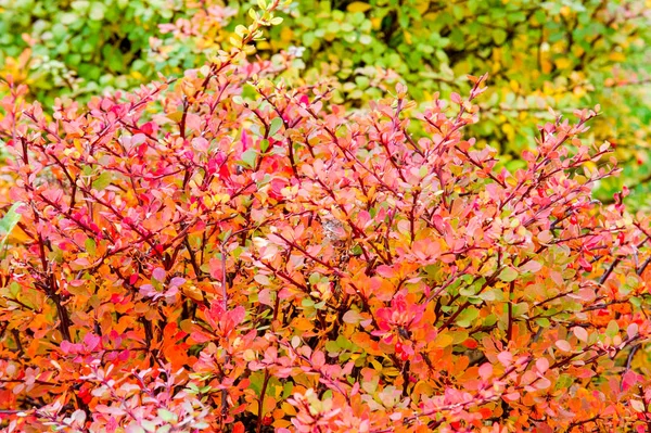 Textura, fundo, padrão. Folhas de outono na árvore, não o — Fotografia de Stock