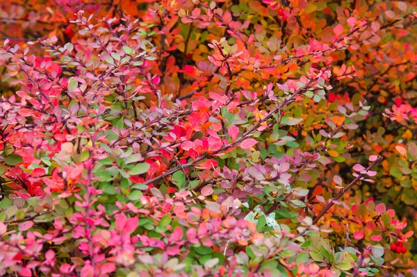 テクスチャ、背景、パターン。秋のブッシュバーベリー、明るい共同 — ストック写真
