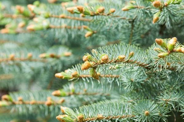 Tassar av blå gran på våren. Ny tillväxt av grenar av blått s — Stockfoto