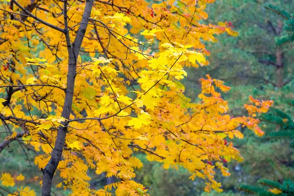 Textura, fondo, patrón. Hojas de otoño en el árbol, no el —  Fotos de Stock