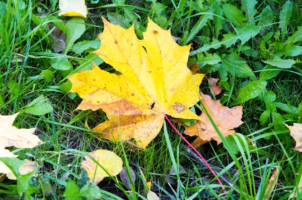 Textura, fundo, padrão. Outono Outono bordo folhas no th — Fotografia de Stock