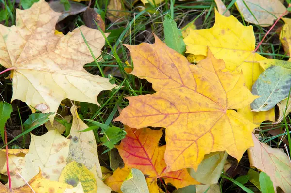 Texture, fond, motif. Feuilles d'érable automnales d'automne sur le th — Photo