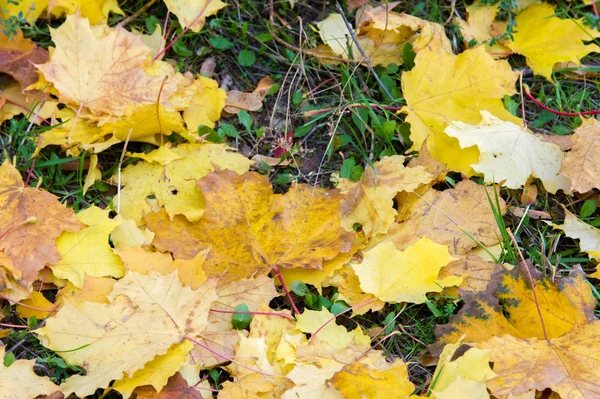 Texture, fond, motif. Feuilles d'érable automnales d'automne sur le th — Photo