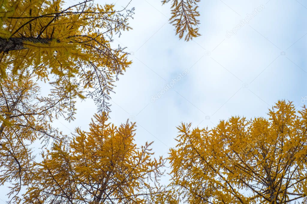 Texture, background, pattern. Autumn bright yellow needles of la