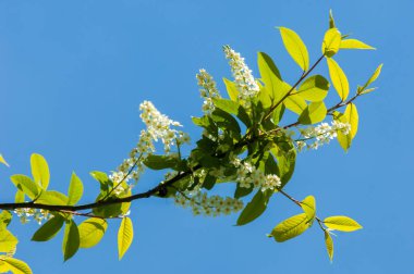 Bahar tebrik kartı, çiçek açan kuş kirazı. Kaplumbağaya yakın çekim 