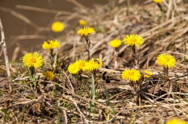 Tussilago farfara, Coltsfoot olarak da bilinir.